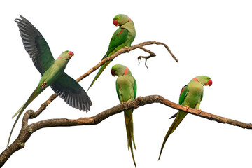 Wall Mural - Alexandrine parakeet isolated on white background