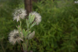 Fototapeta Dmuchawce - Dandelion flower (Taraxacum) , a plant in a beautiful field