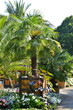 Palmen Garten in der Kurstadt Bad Pyrmont, Niedersachsen