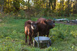 Two bulls are standing next to a garden cart
