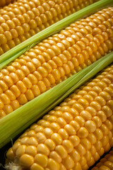 Sticker - photo of ripe corn cobs