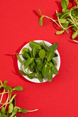 Wall Mural - Pea sprouts and greens on a red