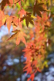 Fototapeta Krajobraz - Red autumn leaves of Japanese Maple
