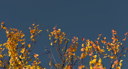 Wall Mural - Branches of trees with bright yellow autumn foliage on dark background with copy space. 