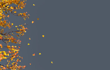 Wall Mural - Branches of tree with falling bright autumn foliage on dark gray background. Minimalist fall composition with copy space.