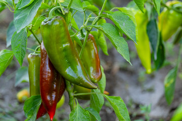 Sticker - Beautiful sweet pepper in a garden with high-tech cultivation. Paprika plants on the plantation. Agricultural garden with pepper vegetables among green foliage, background, copy of the space