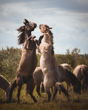 Two Stallions Of Konik Horses  Fighting