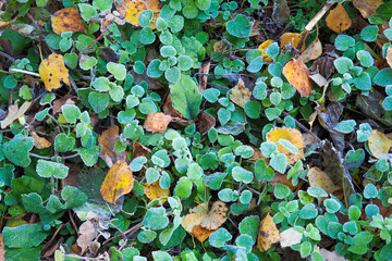 Yellow autumn leaves lie on the green grass, top view. Foliage covered with the first frost. Hoarfrost