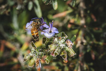 A Bee Takes Out Nectar From A Flower