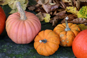 Sticker - Beautiful pumpkins in the garden.