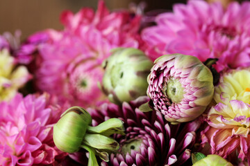 Fotomurales - Flower background with dahlias and chrysanthemums.