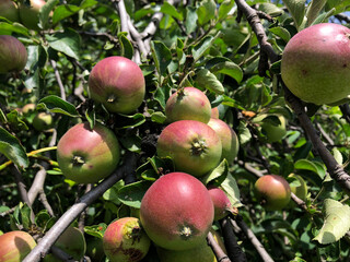 Wall Mural - Apples growing on the branch