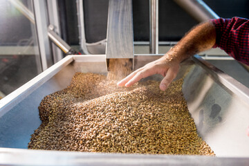 Wall Mural - A young brewer in a leather apron controls the grinding of malt seeds in a mill at a modern brewery