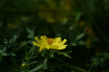 Wall Mural - light yellow flower of cosmos in full bloom