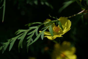 Wall Mural - light yellow flower of cosmos in full bloom