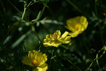 Wall Mural - light yellow flower of cosmos in full bloom