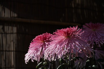 Wall Mural - light purple flower center of chrysanthemum 'kudamono' in full bloom
