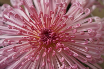Wall Mural - faint pink flower center of chrysanthemum 'kudamono' in full bloom