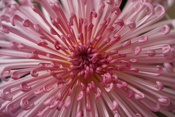 Wall Mural - faint pink flower center of chrysanthemum 'kudamono' in full bloom