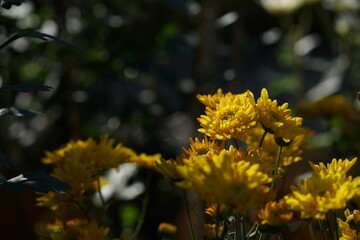 Wall Mural - Yellow flowers of Chrysanthemum 'Choji Giku' in full bloom
