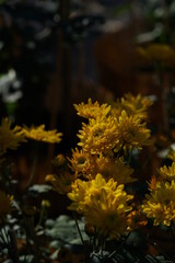 Wall Mural - yellow flowers of chrysanthemum 'choji giku' in full bloom