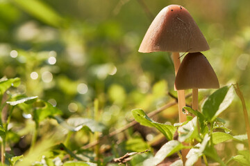 Two small brown mushrooms in beautiful sunlight growing at the edge of a forest.