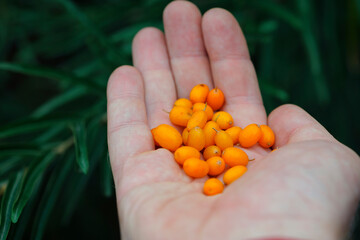 Wall Mural - Hand holding ripe sea-buckthorn berries. Hippophae, orange colored berries in hand. branch with green leaves. vitamin C, useful sea buckthorn in medicine and cosmetology. berries for sea buckthorn oil