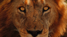 Close Up Of A Lion