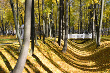 Autumn. Sunny Joyful Day! A Beautiful White Bridge Spans The Ravine In The Park. Winding Shadows From Trees Fall On The Ground Covered With A Carpet Of Yellow Leaves.