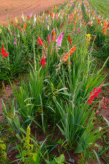 Field of colourful gladiola flowers