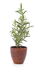 Poster - Green rosemary in a pot.