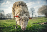 Fototapeta Zwierzęta - Owca