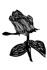 Wall Mural - black and white vector sketch of a beautiful blooming rose flower