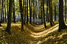 Autumn. Sunny Joyful Day! A Beautiful White Bridge Spans The Ravine In The Park. Winding Shadows From Trees Fall On The Ground Covered With A Carpet Of Yellow Leaves.