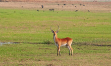 Red Lewche On Busanga Plain, Zambia