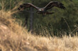 águila real en vuelo sobre el pinar andaluz (Aquila chrysaetos)