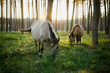 Polish Horses