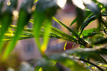 Wall Mural - raindrops glisten in the rays of the sun on the leaves