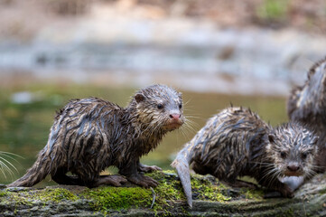 Wall Mural - Otter Nachwuchs