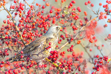 Fieldfare Bird, Turdus Pilaris, Eating Berries
