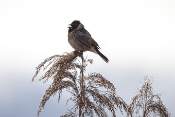 Wall Mural - Singing common reed bunting, Emberiza schoeniclus, bird in the reeds on a windy day