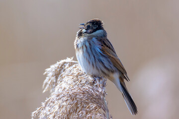 Wall Mural - Singing common reed bunting, Emberiza schoeniclus, bird in the reeds on a windy day