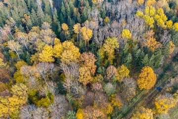 Wall Mural - Aerial drone view over autumn forest.