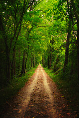  Beautiful Path Through Woods In Autumn Fall Season