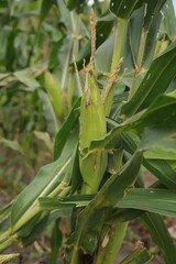 Wall Mural - conde, bahia, brazil - october 6, 2021: corn plantation on a farm in the minicipio of Conde, north coast of Bahia.