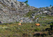Pequena manada de bois de montanha - boi barrosão - pedras rochas - paisagem montanhosa com animais