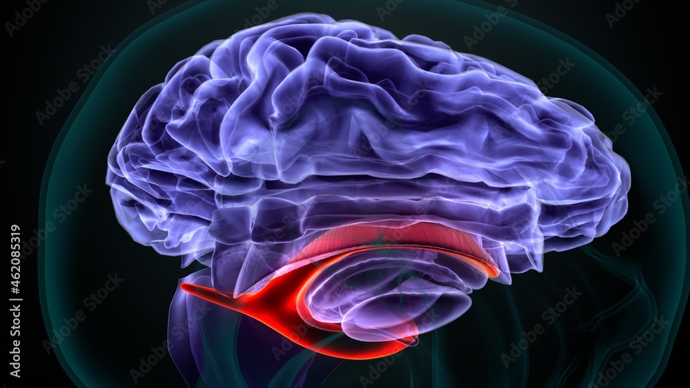 3d illustration of human brain lateral ventricles anatomy. Stock ...
