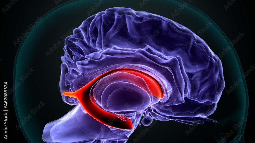 3d illustration of human brain lateral ventricles anatomy. Stock ...