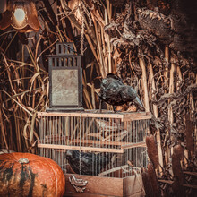 Pumpkin, Pair Of Black Crows And Pumpkin, Dark Halloween Background