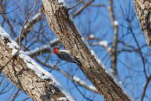 Red-bellied Woodpecker Clinging To A Snow-covered Tree